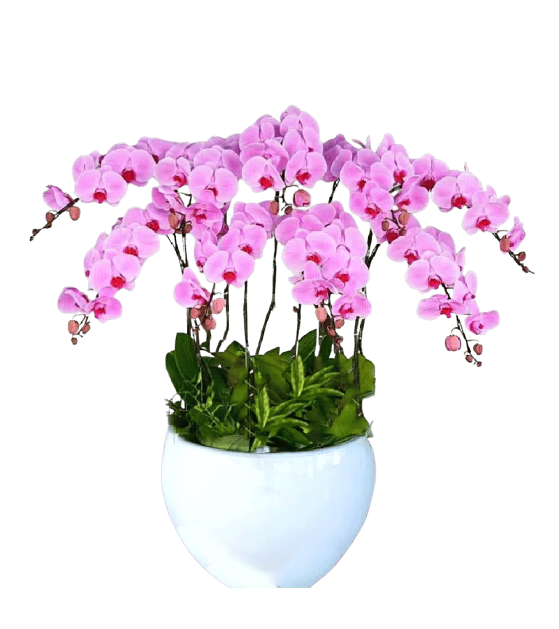 Chậu Lan Hồ Điệp Hồng 5 Cành Khai Trương