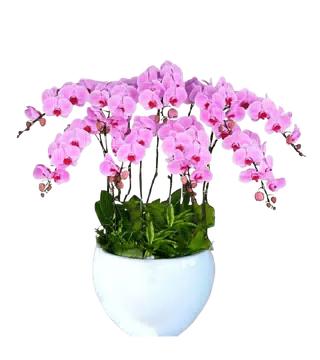 Chậu Lan Hồ Điệp Hồng 5 Cành Khai Trương
