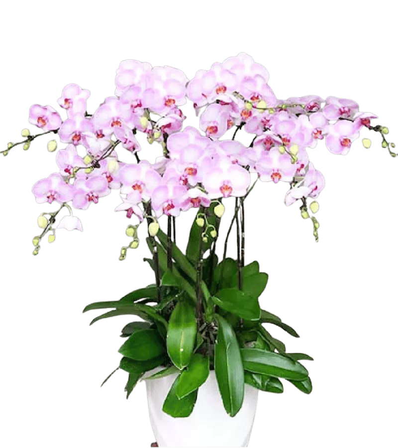 Chậu Lan Hồ Điệp Hồng Phấn 7 Cành Khai Trương