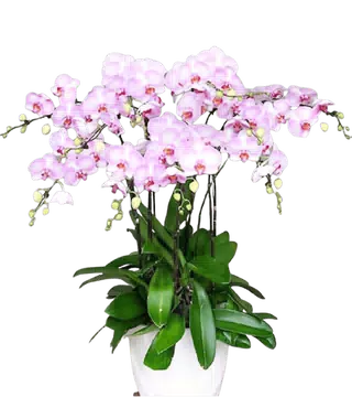 Chậu Lan Hồ Điệp Hồng Phấn 7 Cành Khai Trương