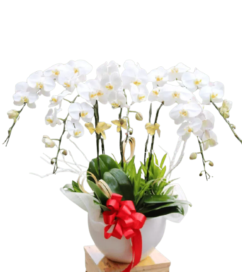 Chậu Lan Hồ Điệp Trắng 7 Cành Phúng Điếu