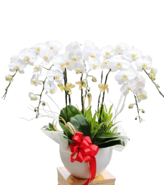Chậu Lan Hồ Điệp Trắng 7 Cành Phúng Điếu