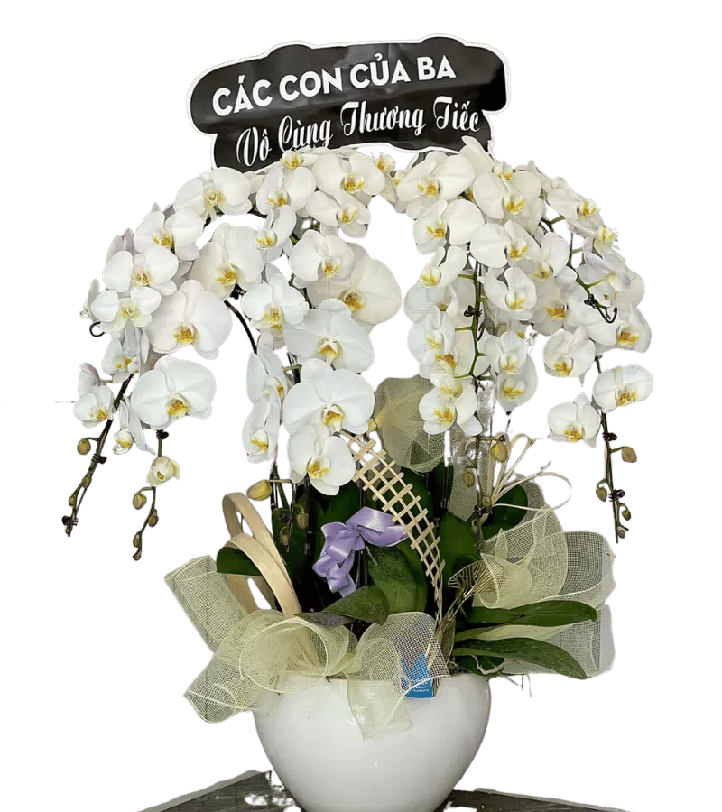 Chậu Lan Hồ Điệp Trắng 7 Cành Phúng Điếu