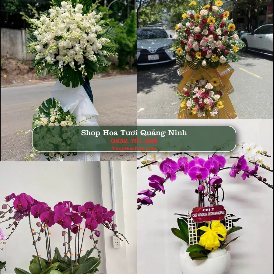 Đặt Hoa Tươi Quảng Ninh - Giao Nhanh Tận Nơi