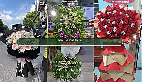 Shop Hoa Tươi Sa Pa - Lào Cai (Cũ)