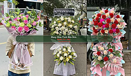 Shop Hoa Tươi Sóc Sơn - Huyện Hòn Đất (Cũ)