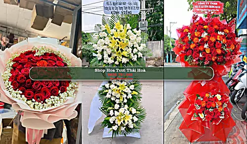Shop Hoa Tươi Thái Hoà - Nghệ An (Cũ)
