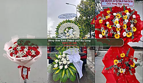 Shop Hoa Tươi Thành phố Hạ Long - Quảng Ninh (Cũ)