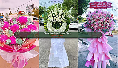 Shop Hoa Tươi Trảng Bàng - Tây Ninh (Cũ)